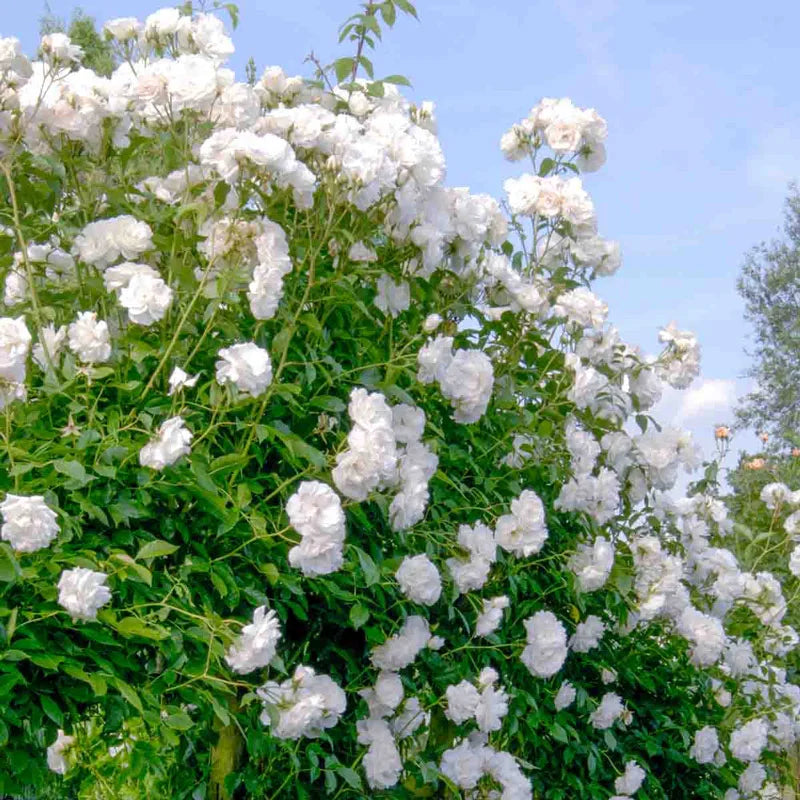 iceberg rose seeds Iceberg Floribunda Rose