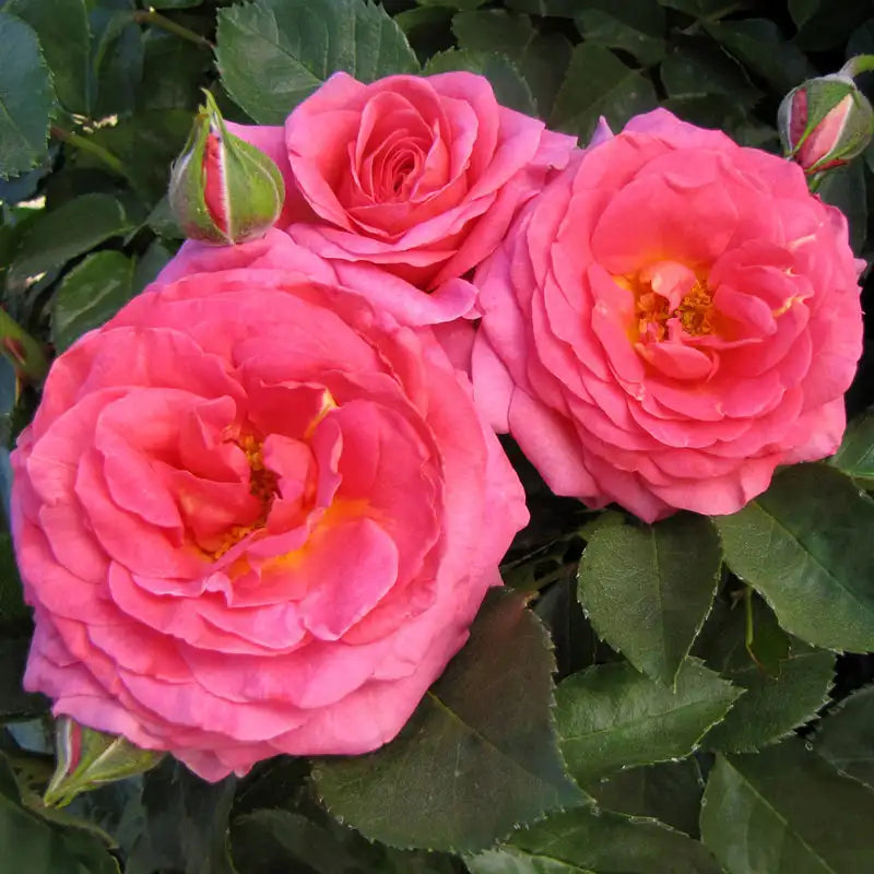 rose seed to flower time Time After Time Rose | Buy Online