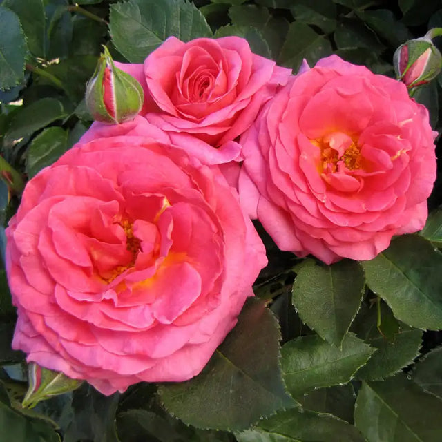 Guernys Roses Time After Time™ Rose – Gurneys
