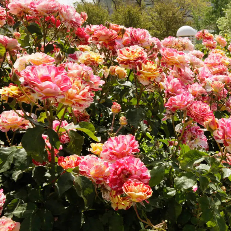 floribunda rose seeds George Burns Floribunda Rose