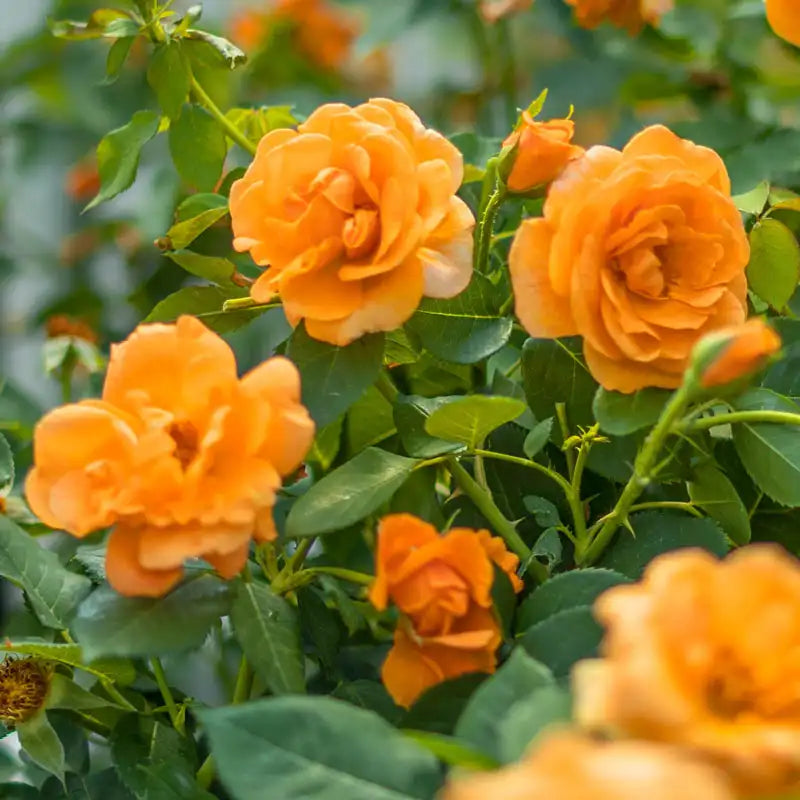 Guernys Roses Orange Freedom Rose | Gurney's Seed & Nursery Co.