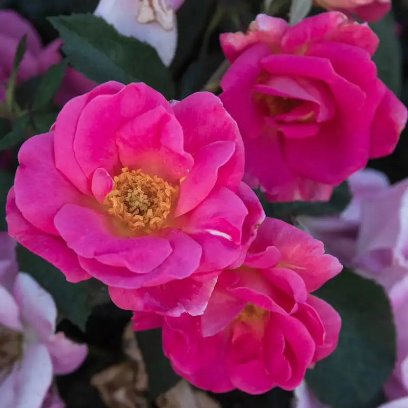 Guernys Roses Pink Freedom Rose – Gurney's Seed & Nursery Co.