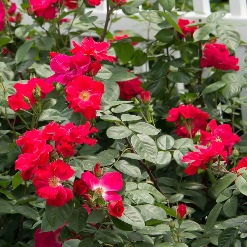Guernys Roses Red Freedom Rose | Gurney's Seed & Nursery Co.