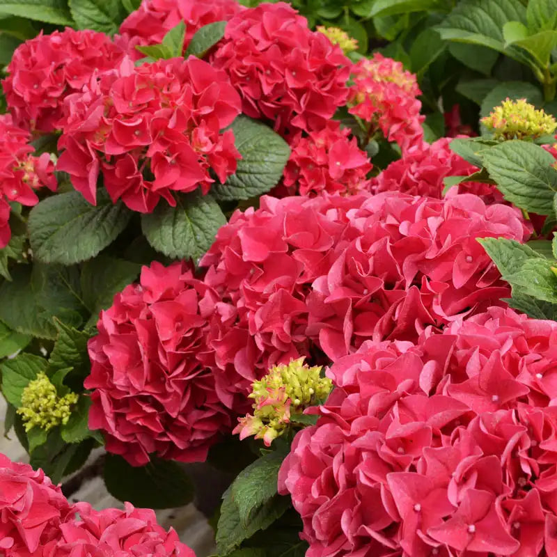 Hydrangea Colorado Grateful Red Hydrangea | Gurney's Seed & Nursery Co.