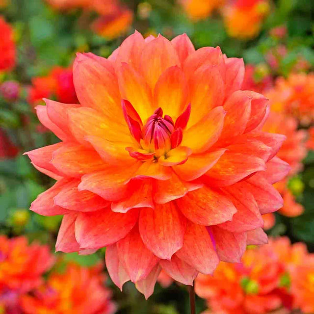 Firepot Dahlia