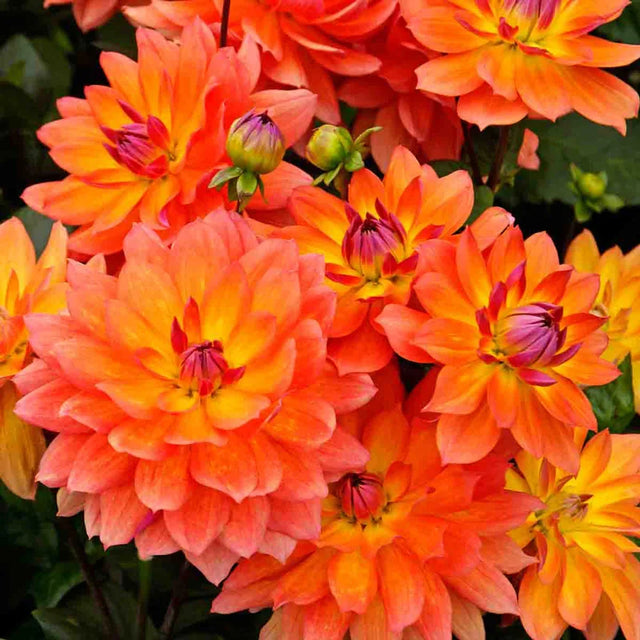 Firepot Dahlia