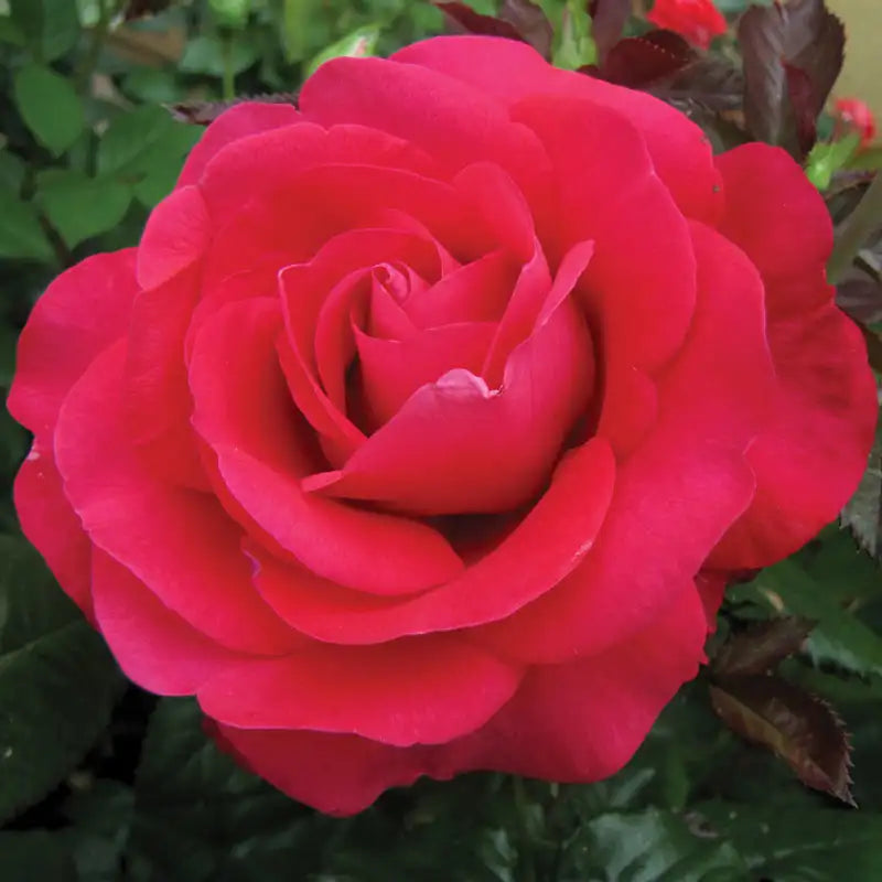 Intercombig Rose In Love Again™ Hybrid Tea Rose – Gurney's Seed & Nursery Co.
