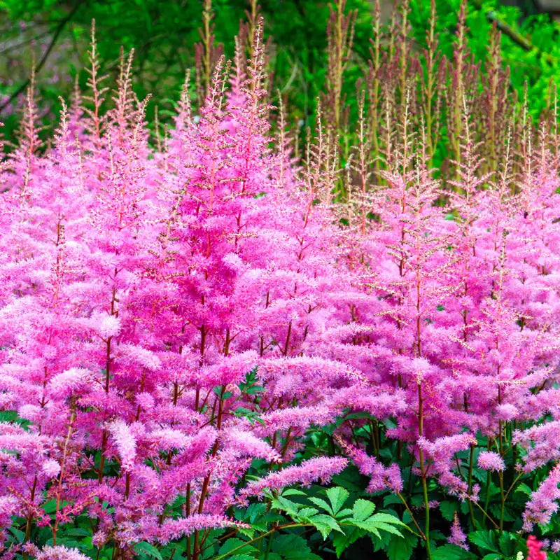 astilbe plant fertilizer Astilbe Amethyst – Gurney's Seed & Nursery Co