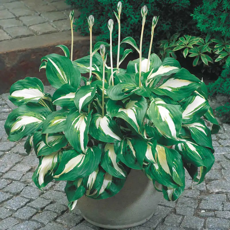 Hosta Mediovariegata – Gurney's Seed & Nursery Co.