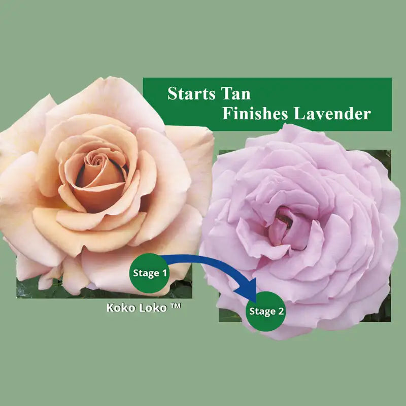 koko loko rose seeds Koko Loko™ Floribunda Rose