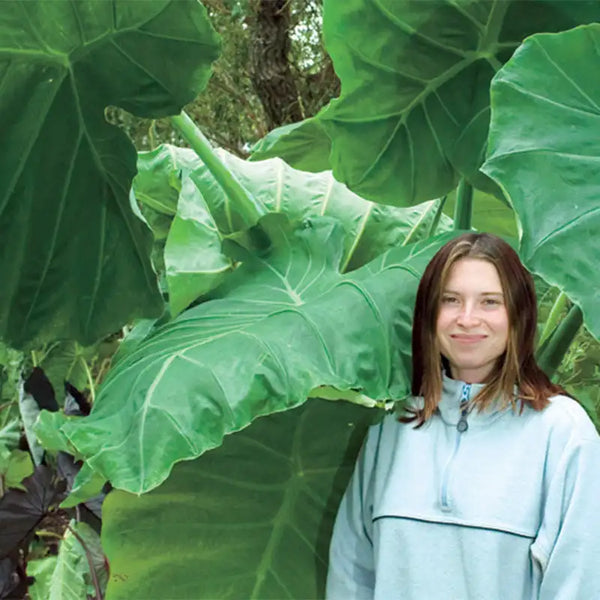 jumbo elephant ear plants Giant Elephant Ears