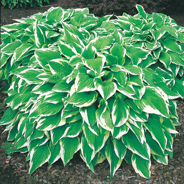 hosta aurea marginata Albo Marginata Hosta