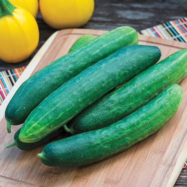 未使用 Magic Cucumbers - Magic Crush Burpless Hybrid Cucumber Seeds (Slicing Type) 1625 | OSC Seeds