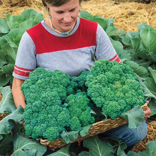 ボンボネロ　BONBONERO 畜光ブルー　グリーン‼️ Gurney's Blue Ribbon Hybrid Broccoli | Gurney's Seed & Nursery Co.