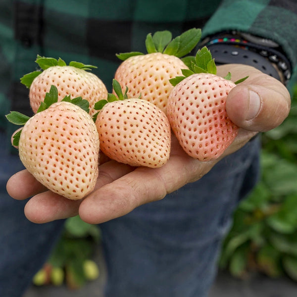 florida strawberry seeds Florida Pearl® Junebearing Strawberry