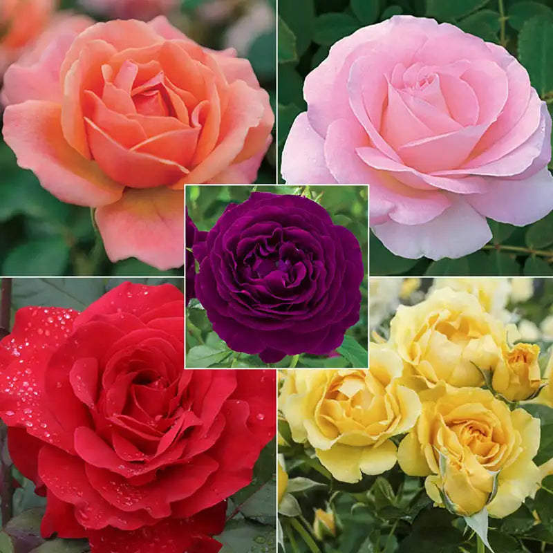 Landscape Rainbow of Roses Collection | Gurney's Seed & Nursery Co.