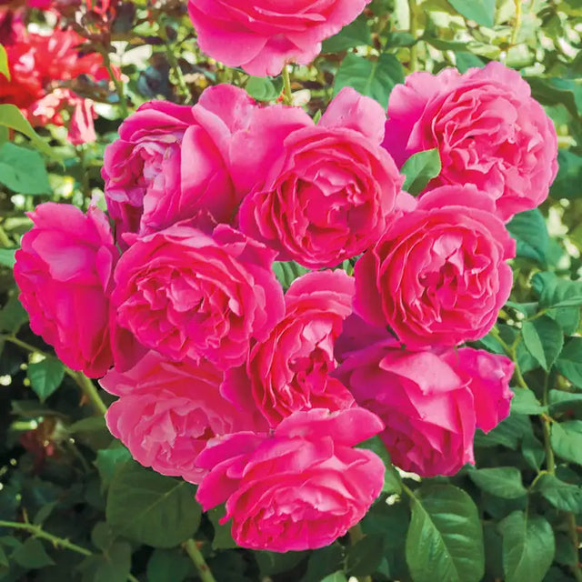 Guernys Roses Hybrid Roses For Sale | Gurney's Seed & Nursery Co.