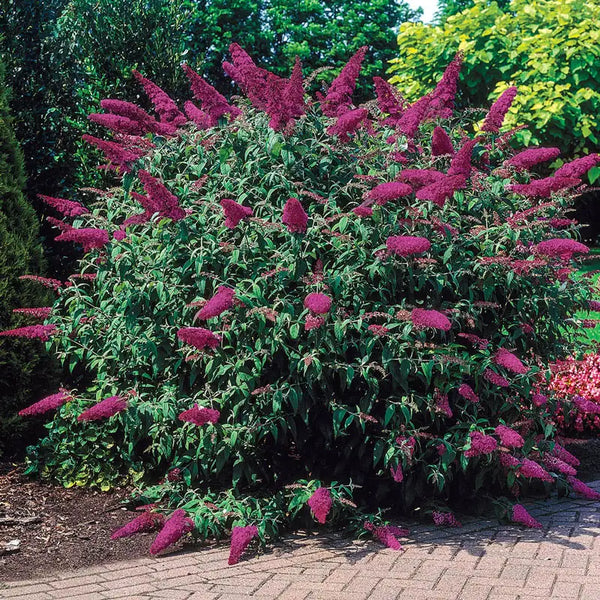 Shop Royal Red Butterfly Bush