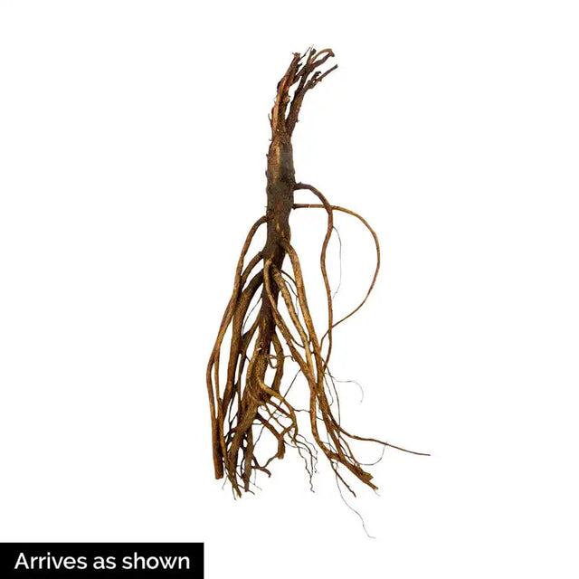 Japanese Painted Fern