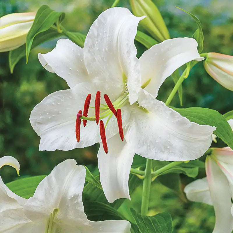 pure white lily Casablanca Lily