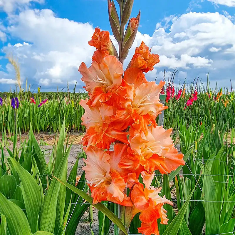 gladiolus flower seeds Coral Crush Gladiolus