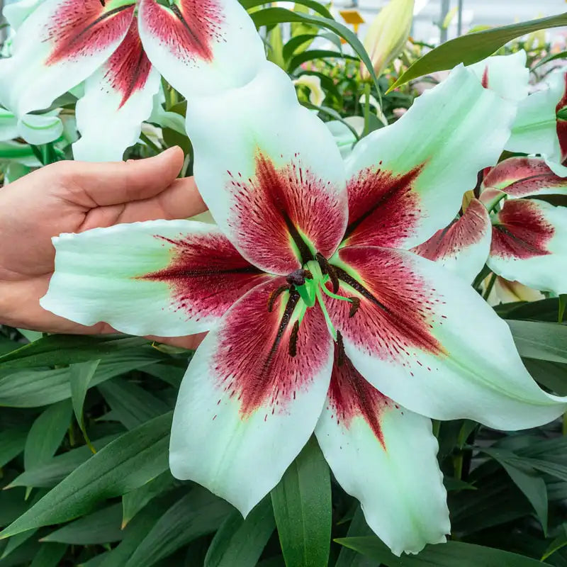 lily tree flower Zeba Lily