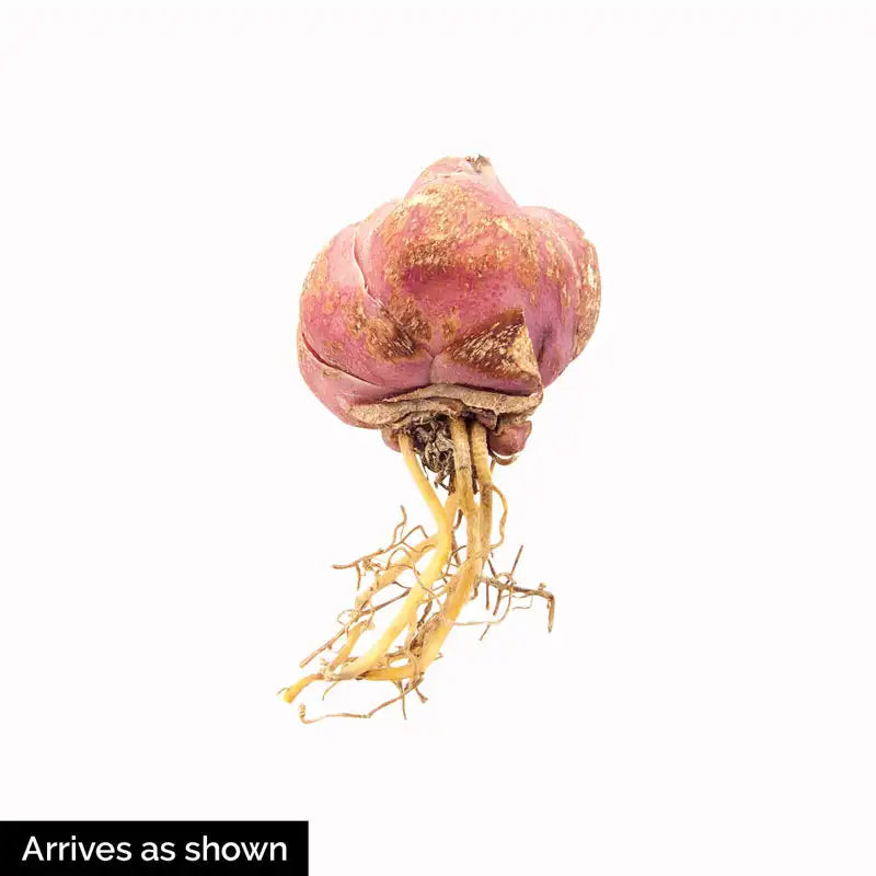 rose bulbs seeds Shop Rose Lily Mix | Flower Bulbs