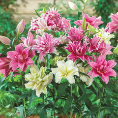 Shop Rose Lily Mix | Flower Bulbs | Gurney's Seed & Nursery