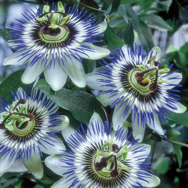 blue passion flower seeds Blue Passion Flower