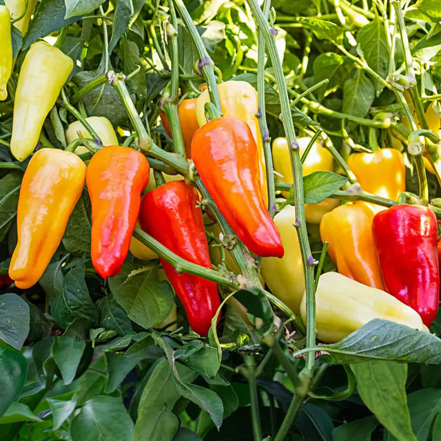 Yellowstone Hot Pepper