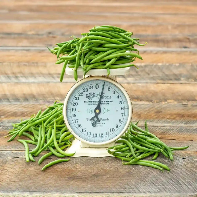 Blue Lake Superior Bush Bean
