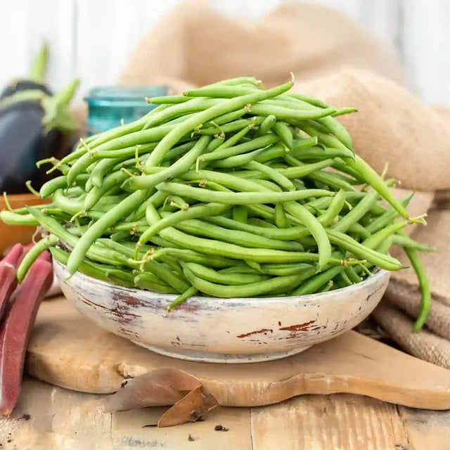 Blue Lake Superior Bush Bean