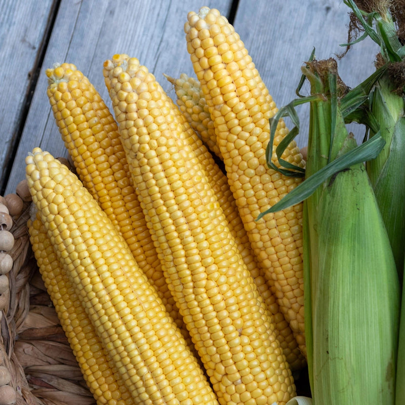 Cornzilla Sweet Corn – Gurney's Seed & Nursery Co. Cornzilla Sweet Corn – Gurney's Seed & Nursery Co.
