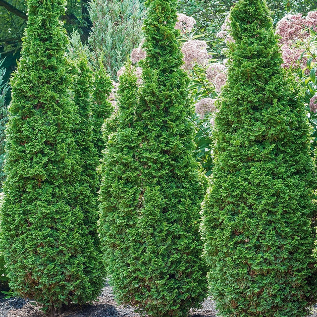 Degroot’s Spire Arborvitae
