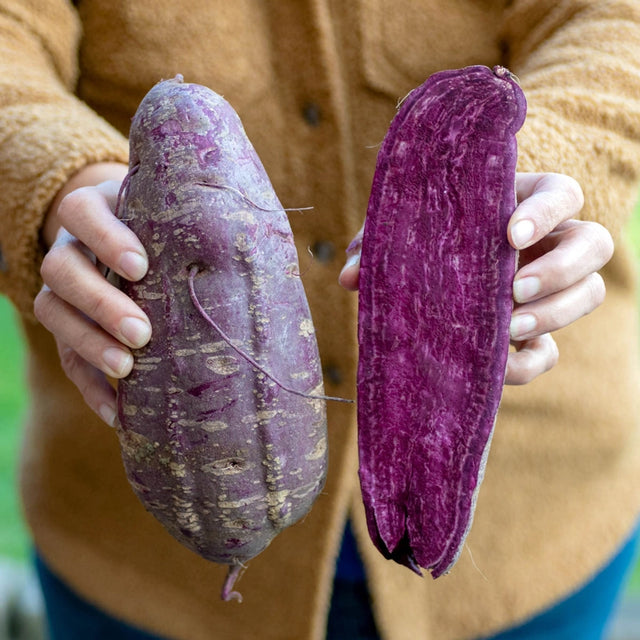Purple Majesty Sweet Potato