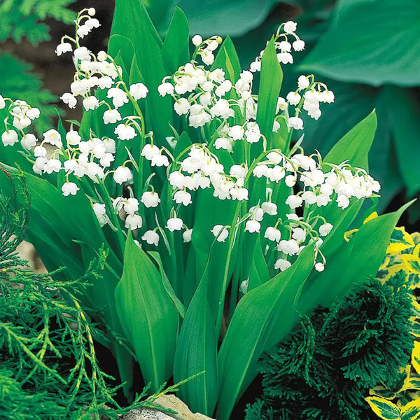 Lily-of-the-Valley