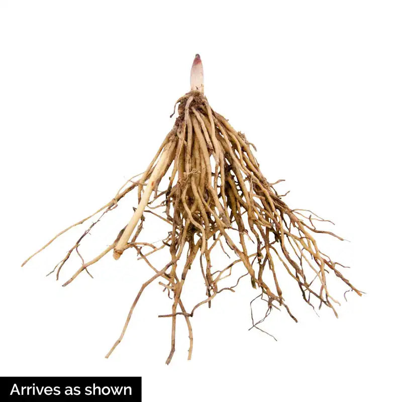 lily flower root Lily Of The Valley | Zone 2-8 | White | 6 - 10 inches | Partial Shade