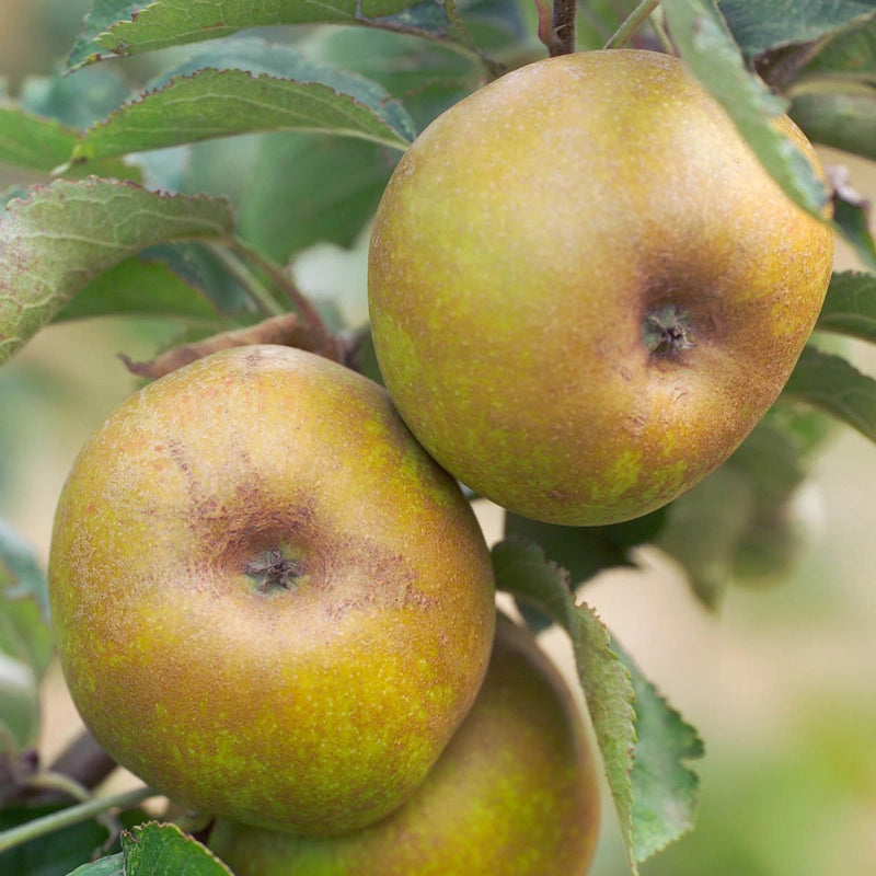 Ashmead’s Kernel Apple – Gurney's Seed & Nursery Co.