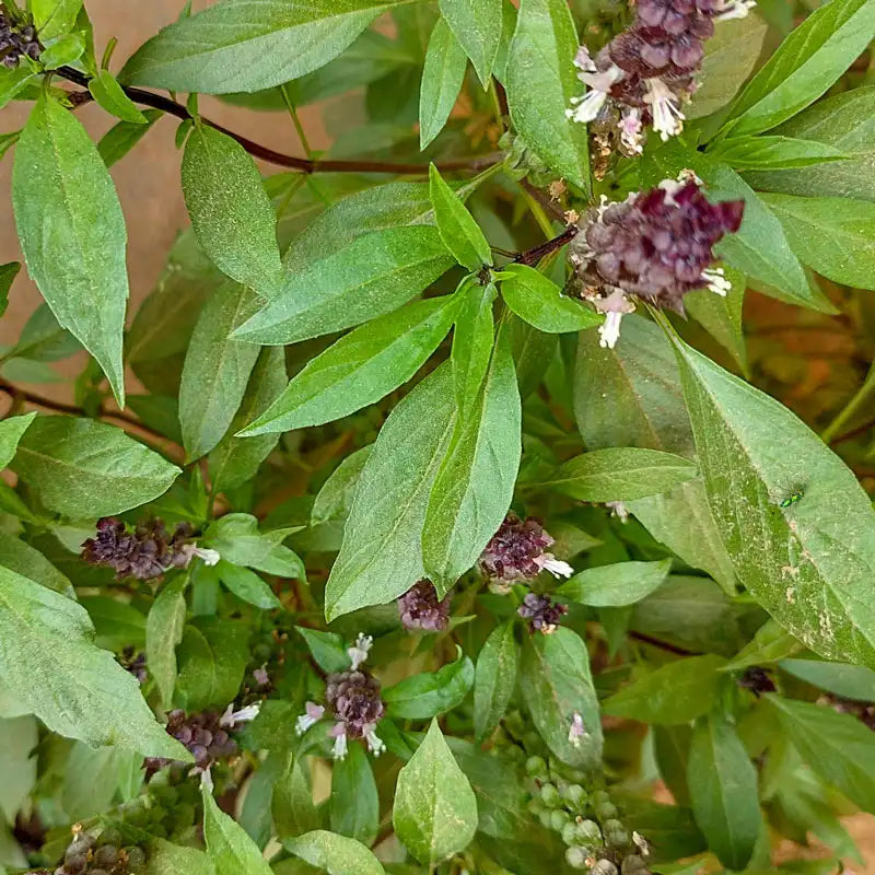Thai Basil