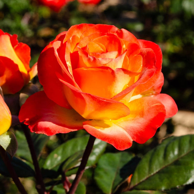 Half Hybrid Tea ‘Perfect Moment’ Rose