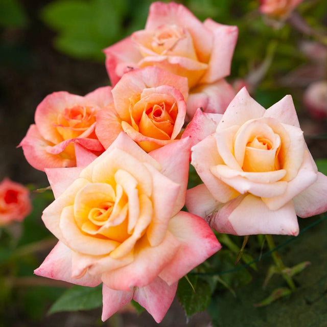 Half Cutie Pie Miniature Rose – Ownroot