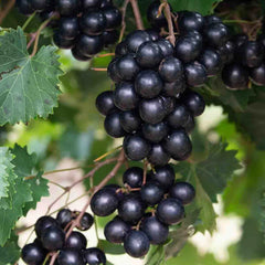 Shop Oh Yes Black Muscadine | Gurney's Seed & Nursery