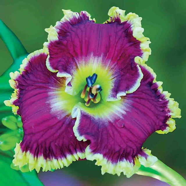 Mulberry Freeze Reblooming Daylily