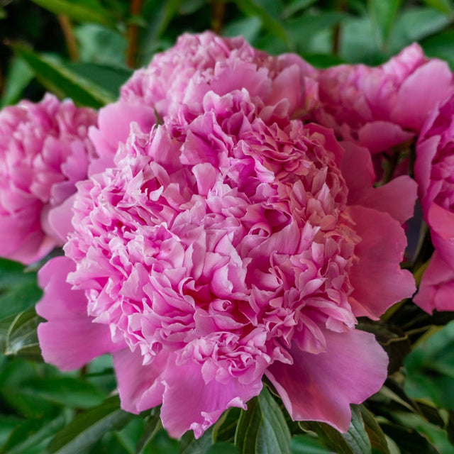 Monsieur Jules Elie Peony