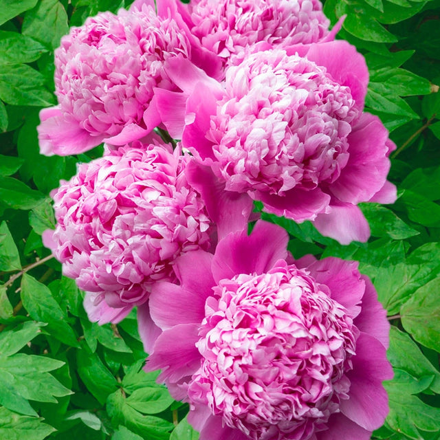 Monsieur Jules Elie Peony