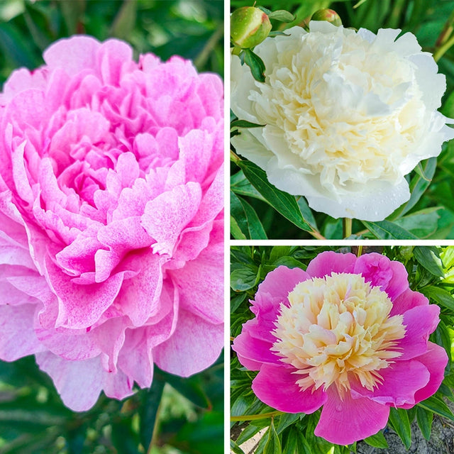 Fragrant Winners Peony Collection