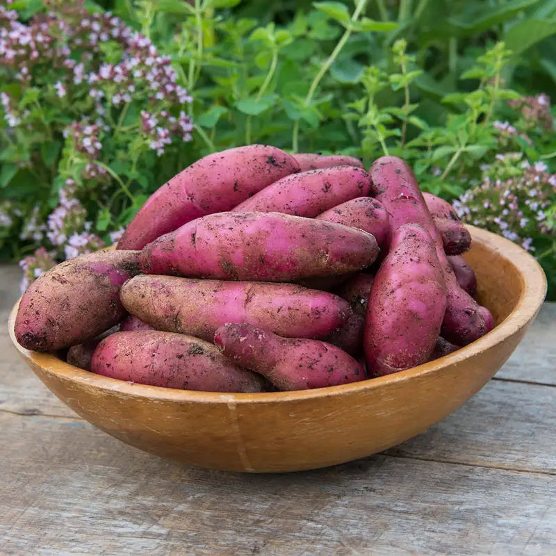 Amarose Fingerling Potato – Gurney's Seed Nursery1