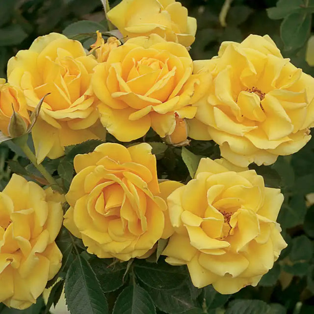 Guernys Roses Shockwave Rose | Floribunda Roses | Gurney's Seed & Nursery