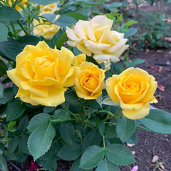 Shockwave Rose | Floribunda Roses | Gurney's Seed & Nursery