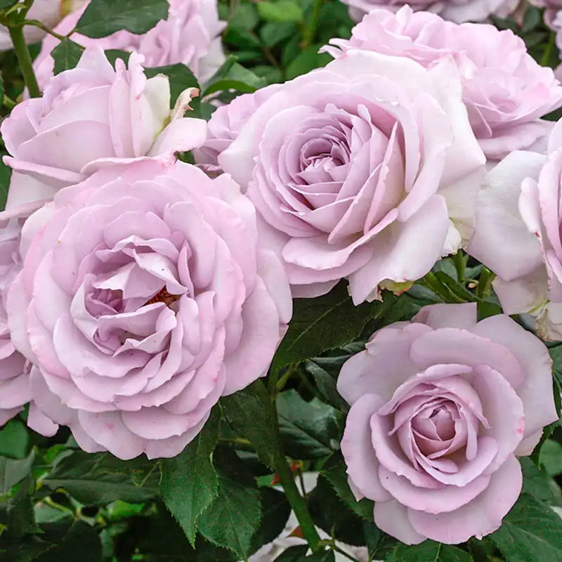 Guernys Roses Silver Lining Rose | Shop Online | Gurney's Seed & Nursery